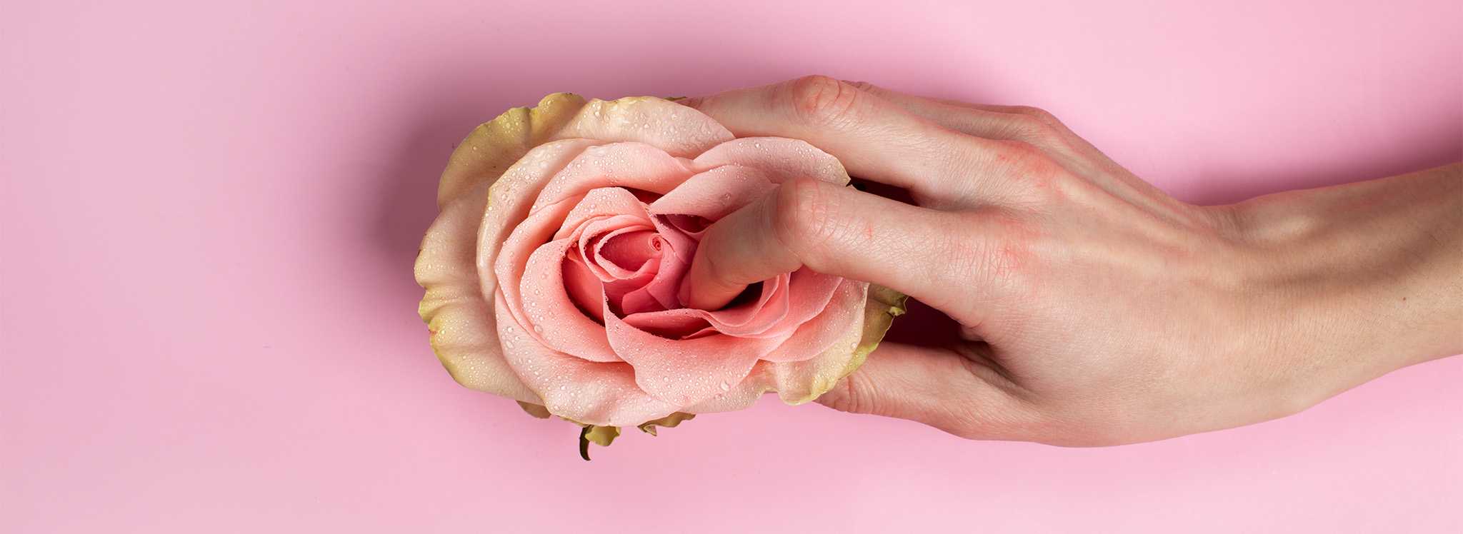 докосване на цвете с ръка - роза 